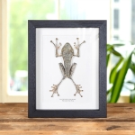 Minibeast File-eared Tree Frog in Box Frame (Polypedates otilophus)