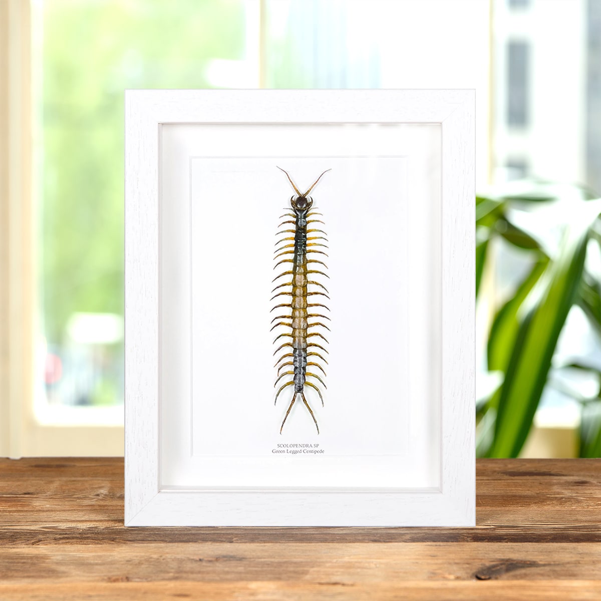 Green Legged Centipede In Box Frame (Scolopendra sp)