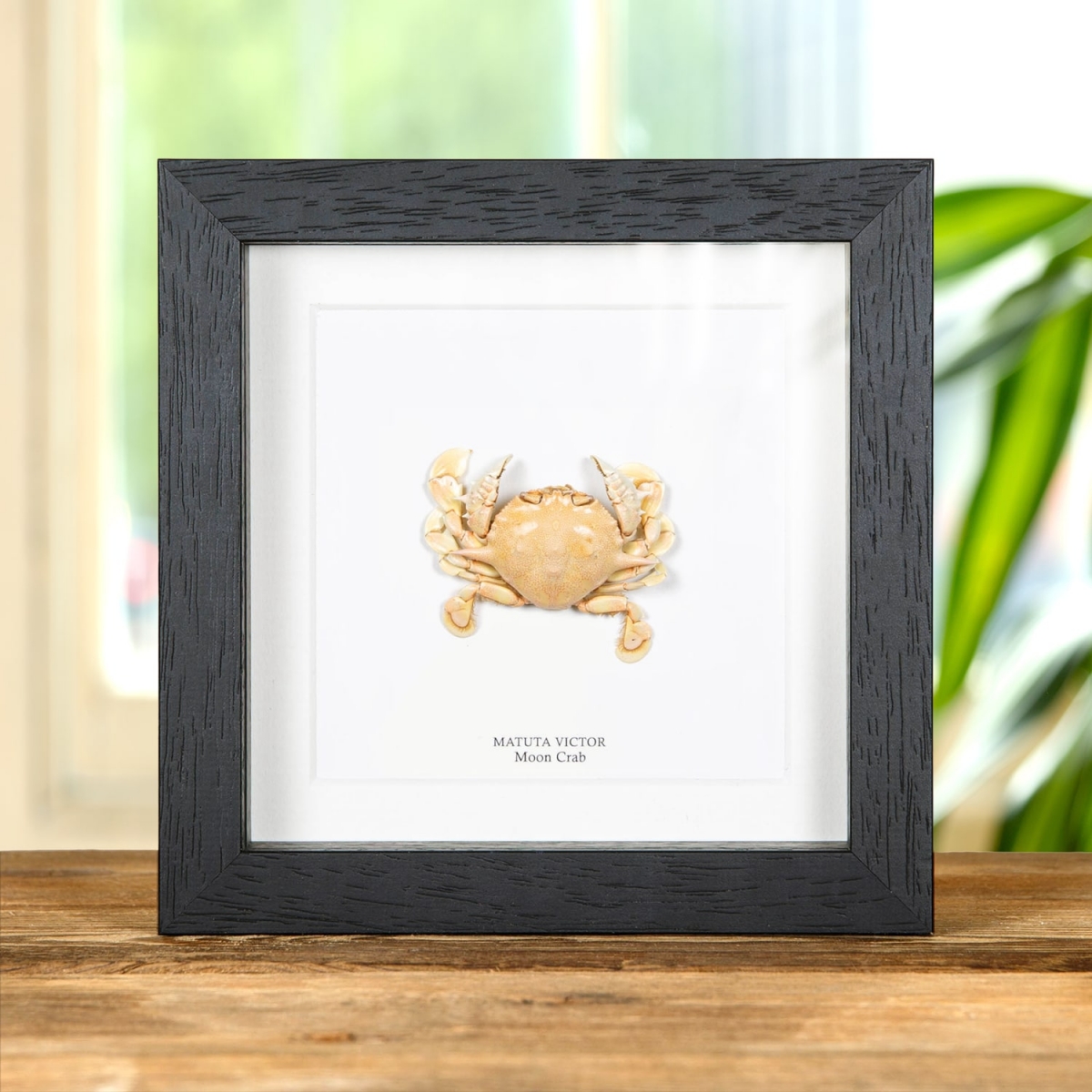 Minibeast Moon Crab in Box Frame (Matuta victor)