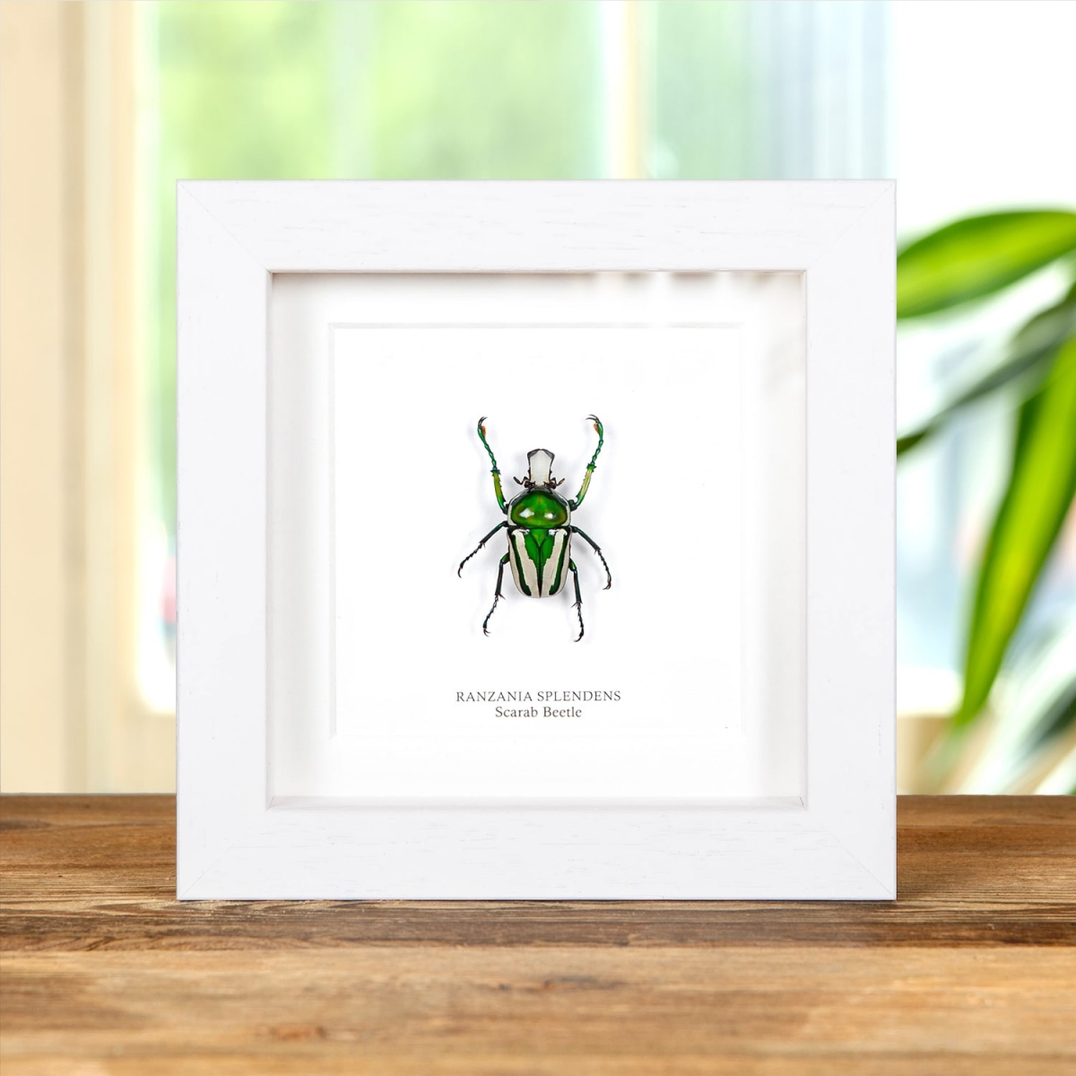 Green Scarab Beetle in Box Frame (Ranzania splendens)
