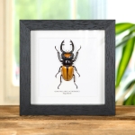 Minibeast Stag Beetle in Box Frame (Odontolabis lacordairei)