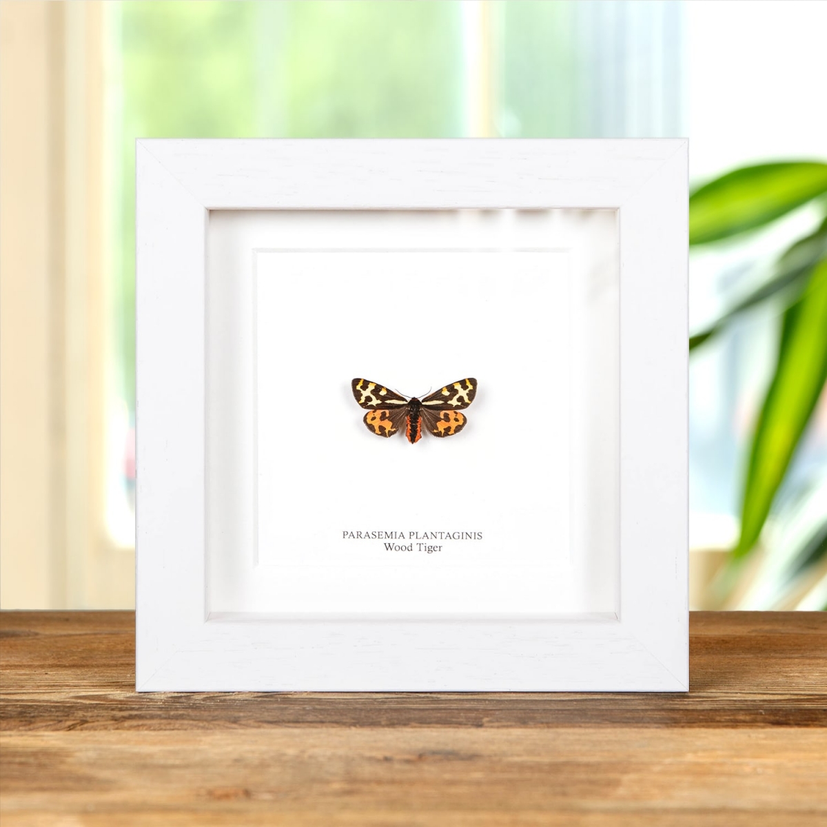 Wood Tiger Moth in Box Frame (Parasemia plantaginis)