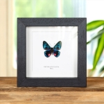 Minibeast Necyria duellona Butterfly in Box Frame