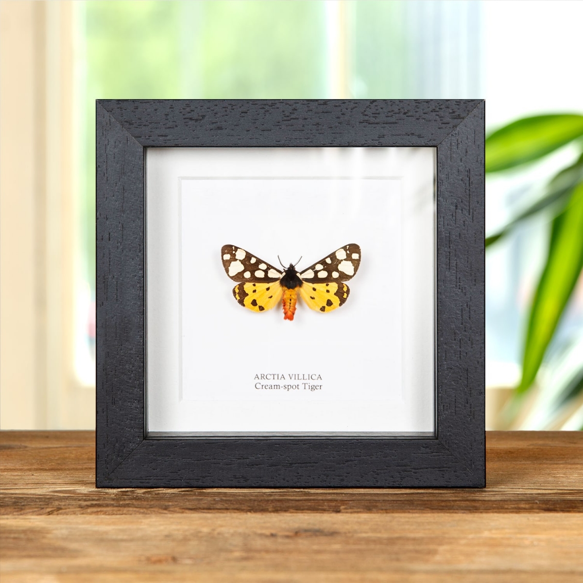 Minibeast Cream-spot Tiger Moth in Box Frame (Arctia villica)