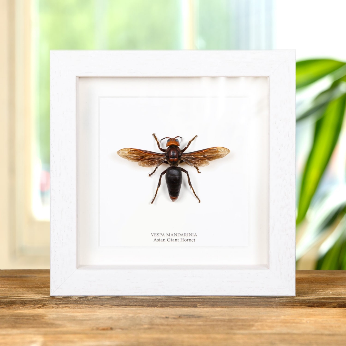 Asian Giant Hornet in Box Frame (Vespa mandarinia)