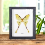 Minibeast Moon Moth in Box Frame (Argema mimosae)