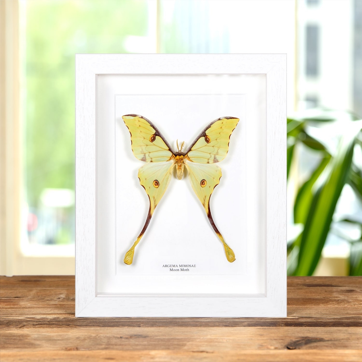 Moon Moth in Box Frame (Argema mimosae)