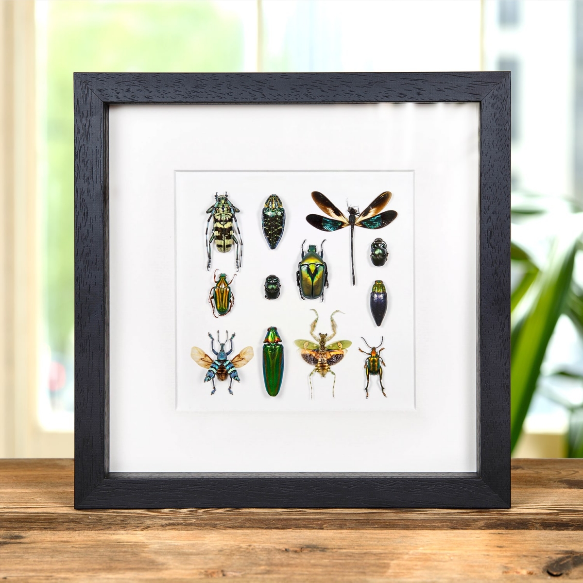 Minibeast Multiple Insect Display in Box Frame