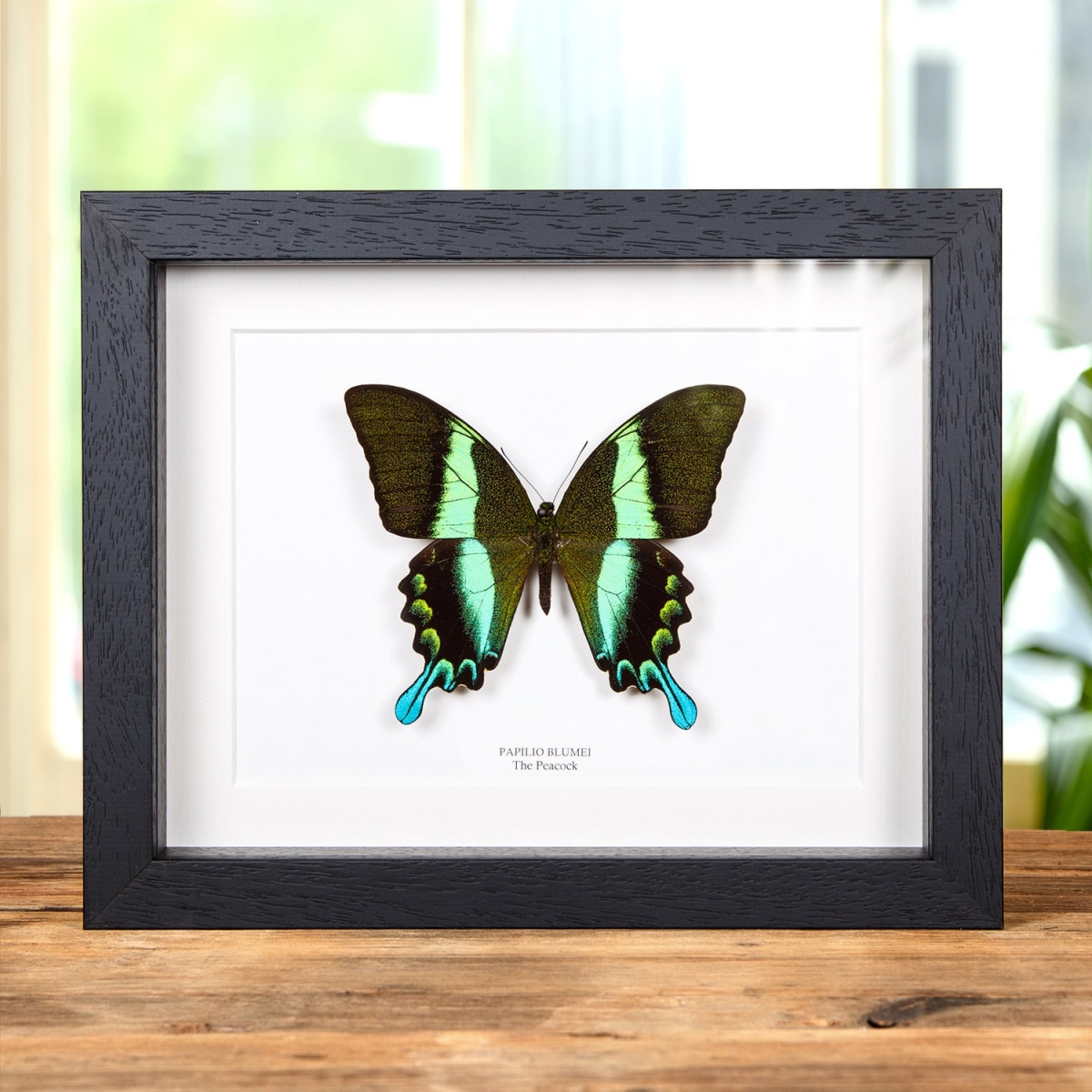 Minibeast XL Peacock Butterfly in Box Frame (Papilio blumei)