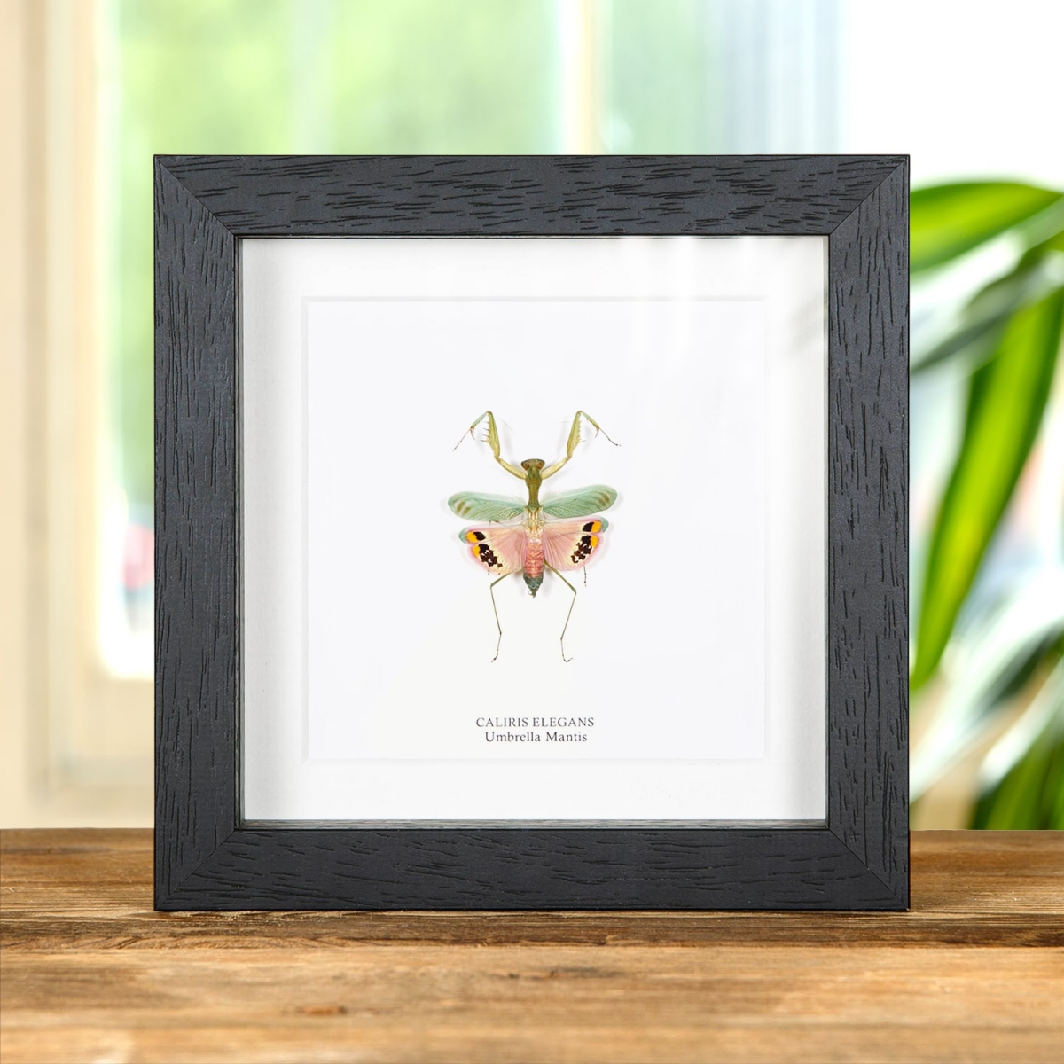 Minibeast Umbrella Mantis in Box Frame (Caliris elegans)