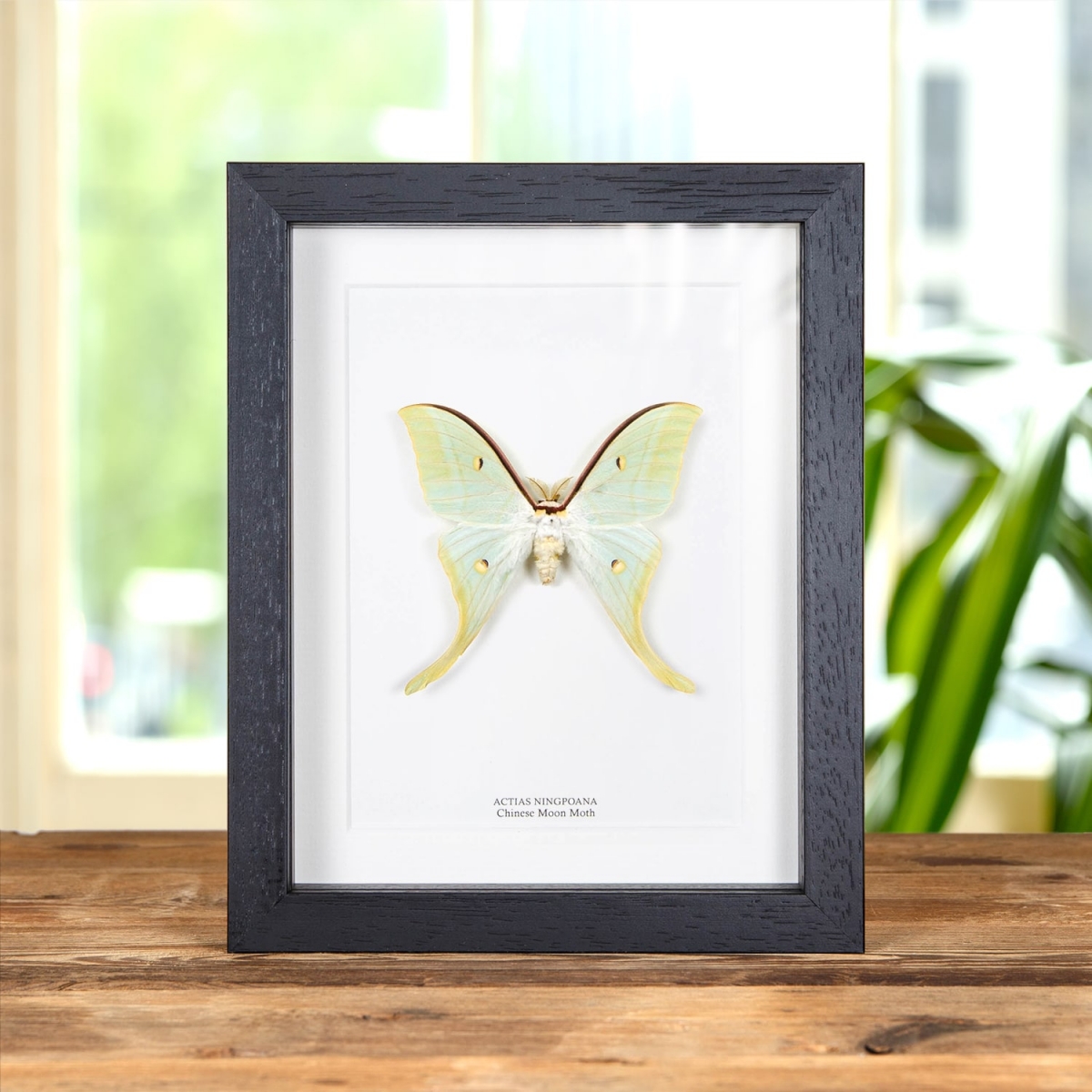 Minibeast Chinese Moon Moth in Box Frame (Actias ningpoana)