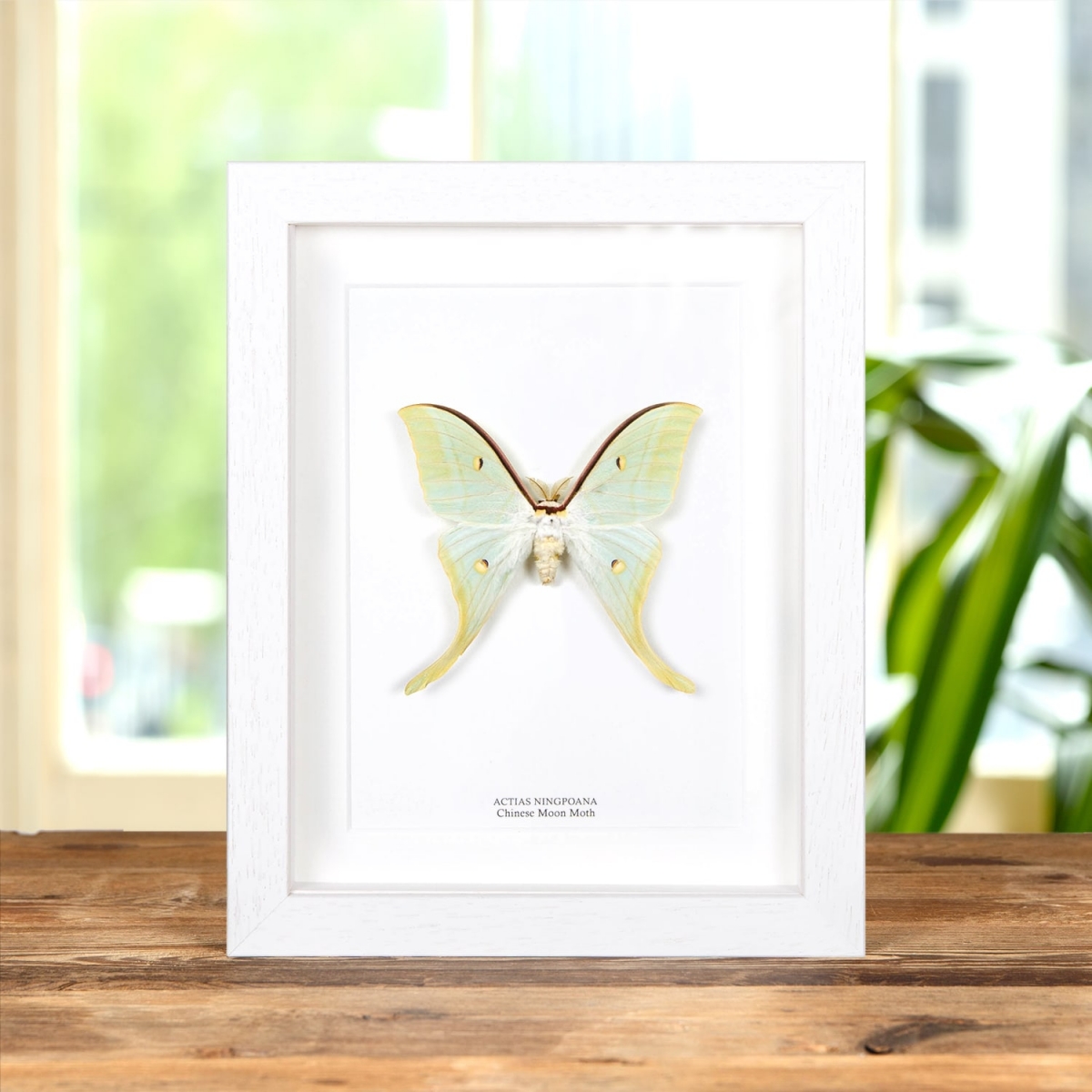 Chinese Moon Moth in Box Frame (Actias ningpoana)