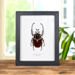 Minibeast Goliath Beetle in Box Frame (Goliathus goliatus)