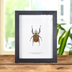 Minibeast African Flower Beetle in Box Frame (Mecynorrhina oberthuri decorata)
