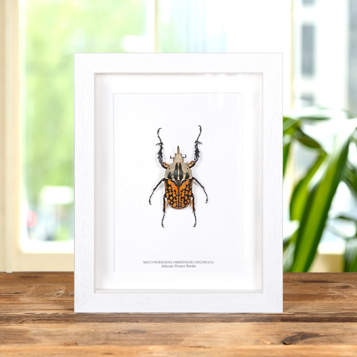 African Flower Beetle in Box Frame (Mecynorrhina oberthuri decorata)