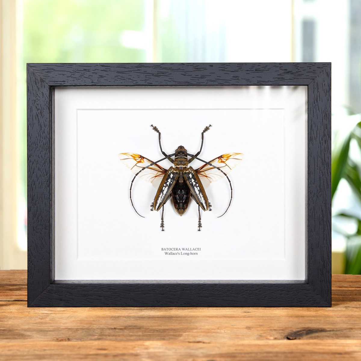 Minibeast Wallace's Long-horn Beetle With Wings Spread in Box Frame (Batocera wallacei)