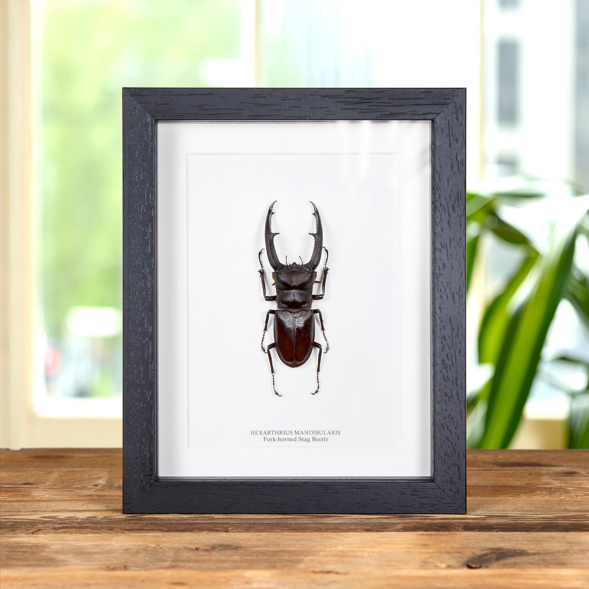 Minibeast Fork-horned Stag Beetle in Box Frame (Hexarthrius mandibularis)