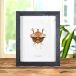 Minibeast Dead Leaf Mantis in Box Frame (Deroplatys lobata)