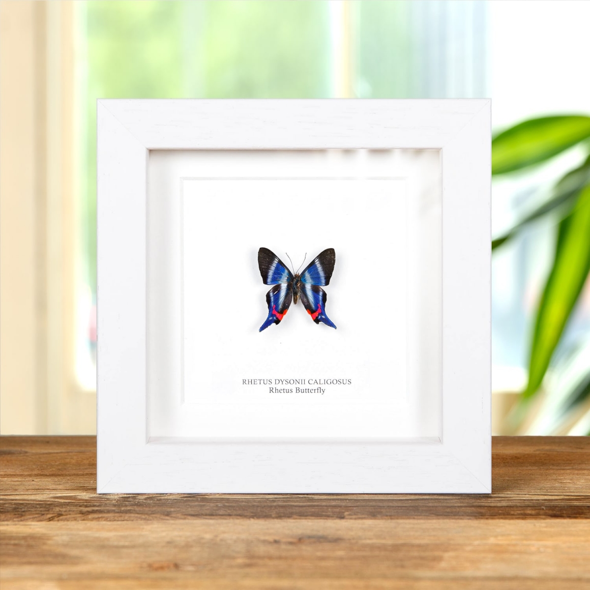 Rhetus Butterfly in Box Frame (Rhetus dysonii caligosus)