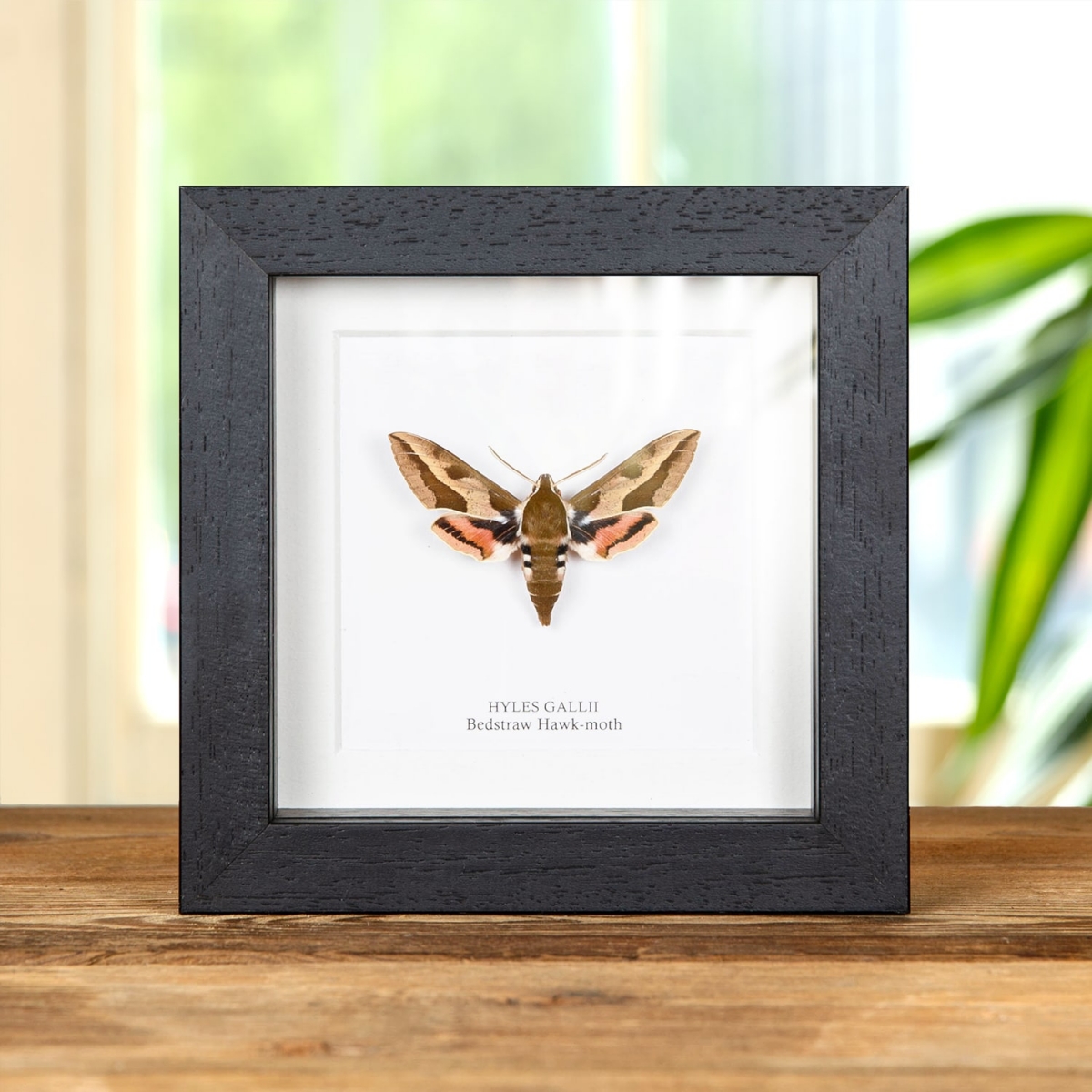 Minibeast Bedstraw Hawk-moth in Box Frame (Hyles gallii)