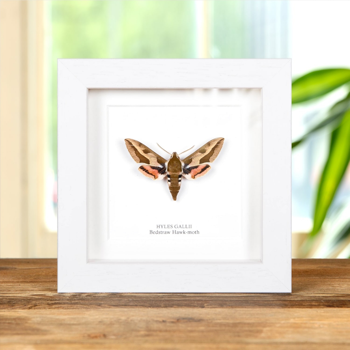 Bedstraw Hawk-moth in Box Frame (Hyles gallii)