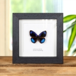 Minibeast Cuvier's Purplewing Butterfly in Box Frame (Eunica eurota)