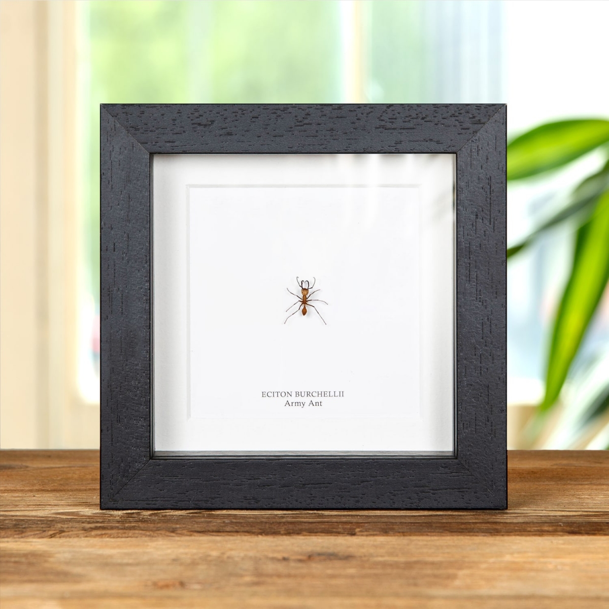 Minibeast Seldom Offered - Army Ant in Box Frame (Eciton burchellii)