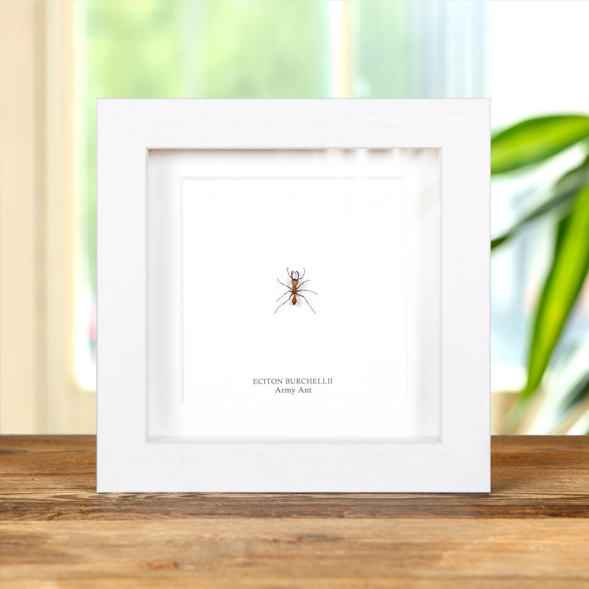 Seldom Offered - Army Ant in Box Frame (Eciton burchellii)
