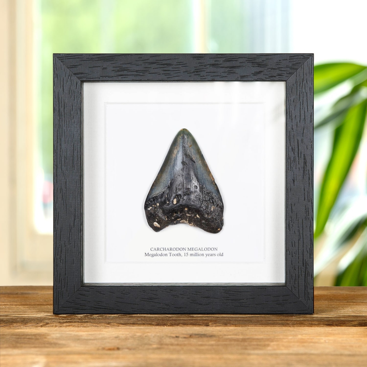 Minibeast Large Black Megalodon Shark Tooth (Carcharodon megalodon) Fossil in Box Frame