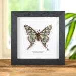 Minibeast Male Spanish Moon Moth in Box Frame (Graellsia isabellae)