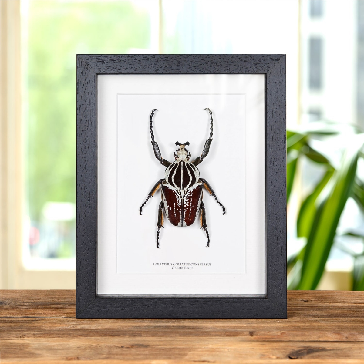 Minibeast Goliath Beetle in Box Frame (Goliathus goliatus conspersus)