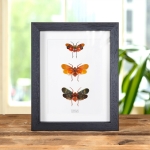 Minibeast Lanternflies in Box Frame (Pyrops sp)