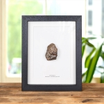 Minibeast Large Meteorite in Box Frame