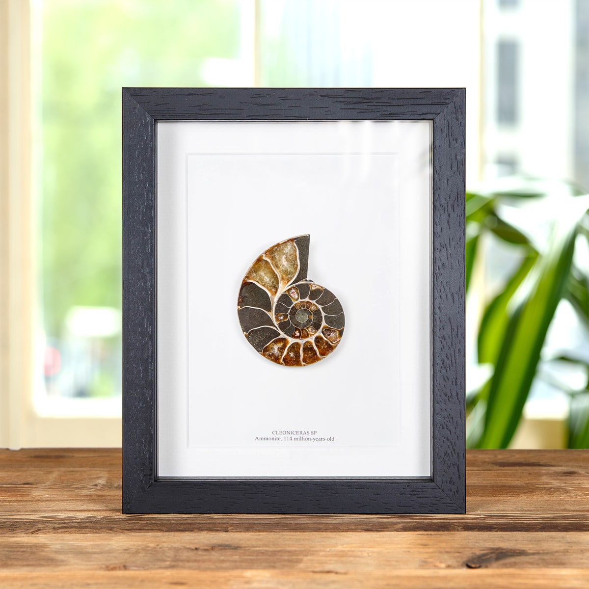 Minibeast Ammonite Cut and Polished Fossil in Box Frame (Cleoniceras sp)