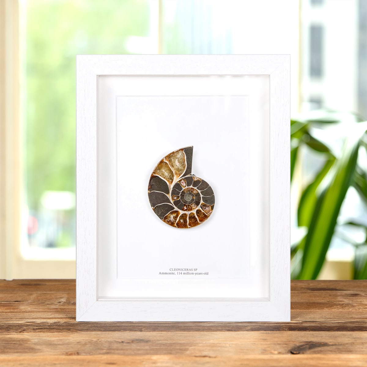 Ammonite Cut and Polished Fossil in Box Frame (Cleoniceras sp)