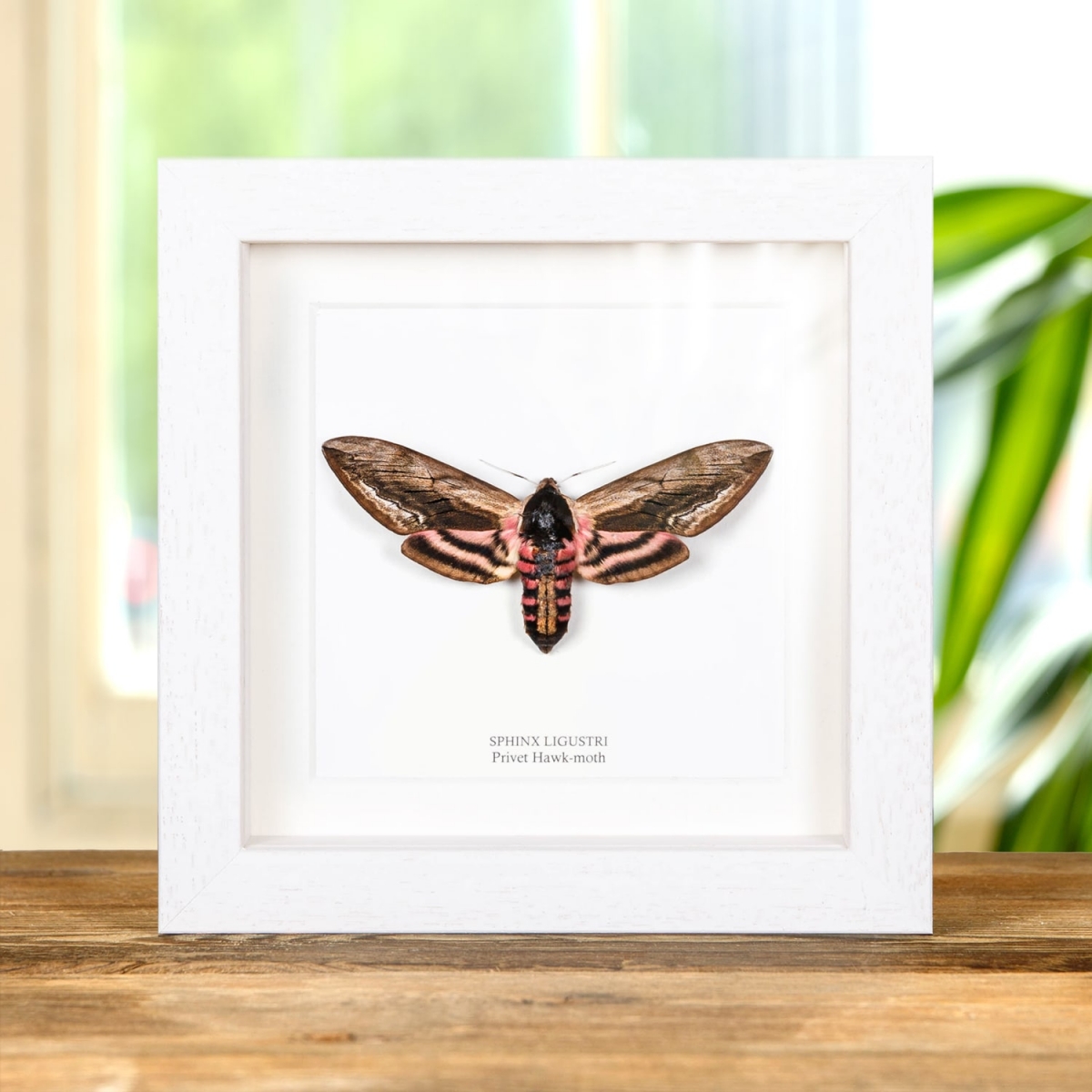 Privet Hawk Moth in Box Frame (Sphinx ligustri)