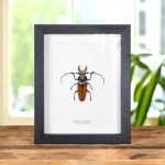 Minibeast Flat-Faced Longhorn Beetle in Box Frame (Callipogon barbatus)