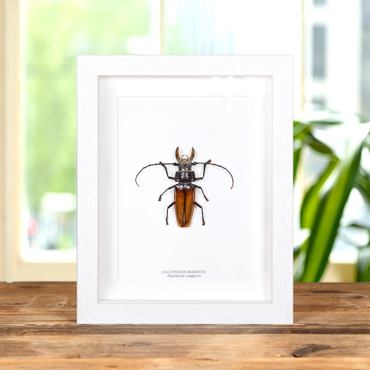 Flat-Faced Longhorn Beetle in Box Frame (Callipogon barbatus)