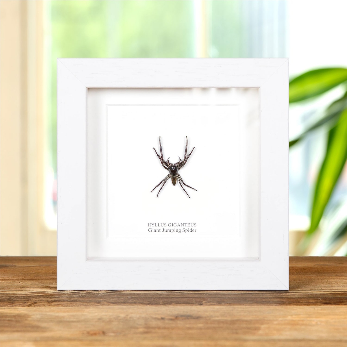 Worlds Largest Giant Jumping Spider in Box Frame (Hyllus giganteus)