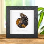 Minibeast Black Ammonite Cut and Polished Fossil in Box Frame (Cleoniceras sp) - Specimen #01