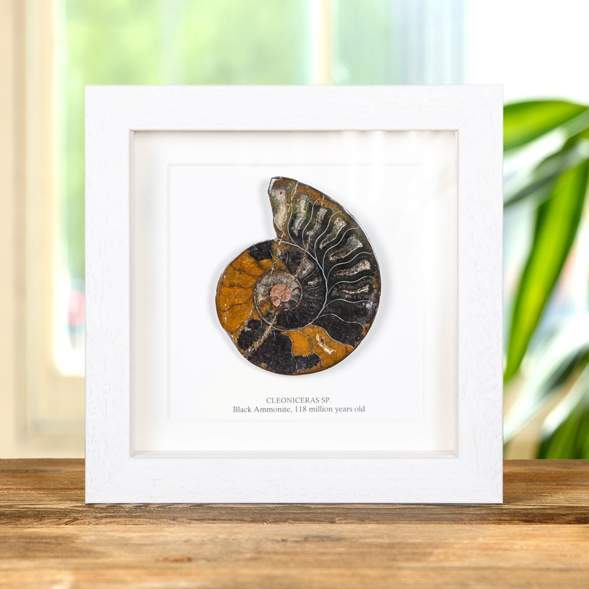 Black Ammonite Cut and Polished Fossil in Box Frame (Cleoniceras sp) - Specimen #01