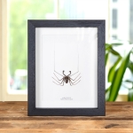 Minibeast Tailless Whip Scorpion In Box Frame (Amblypygi sp)