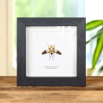 Minibeast Death Head Bug with Wings Spread in Box Frame (Eucorysses grandis)