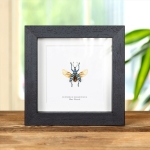 Minibeast Blue Weevil with Wings Spread in Box Frame (Eupholus magnificus)
