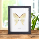 Minibeast Female Indian Moon Moth in Box Frame (Actias selene)