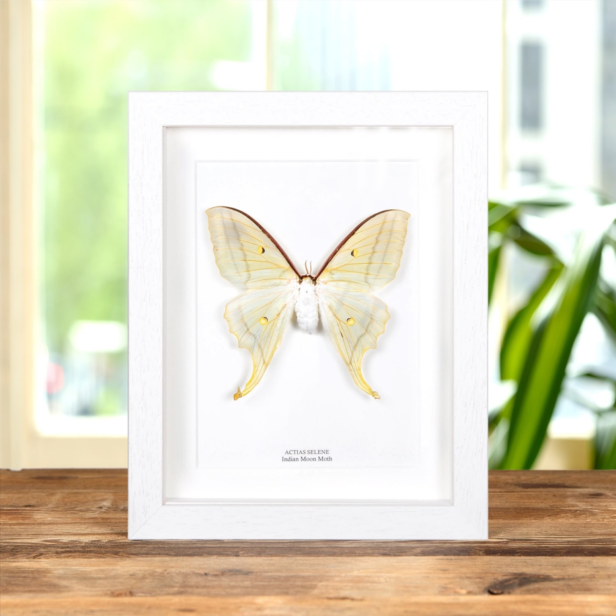 Female Indian Moon Moth in Box Frame (Actias selene)