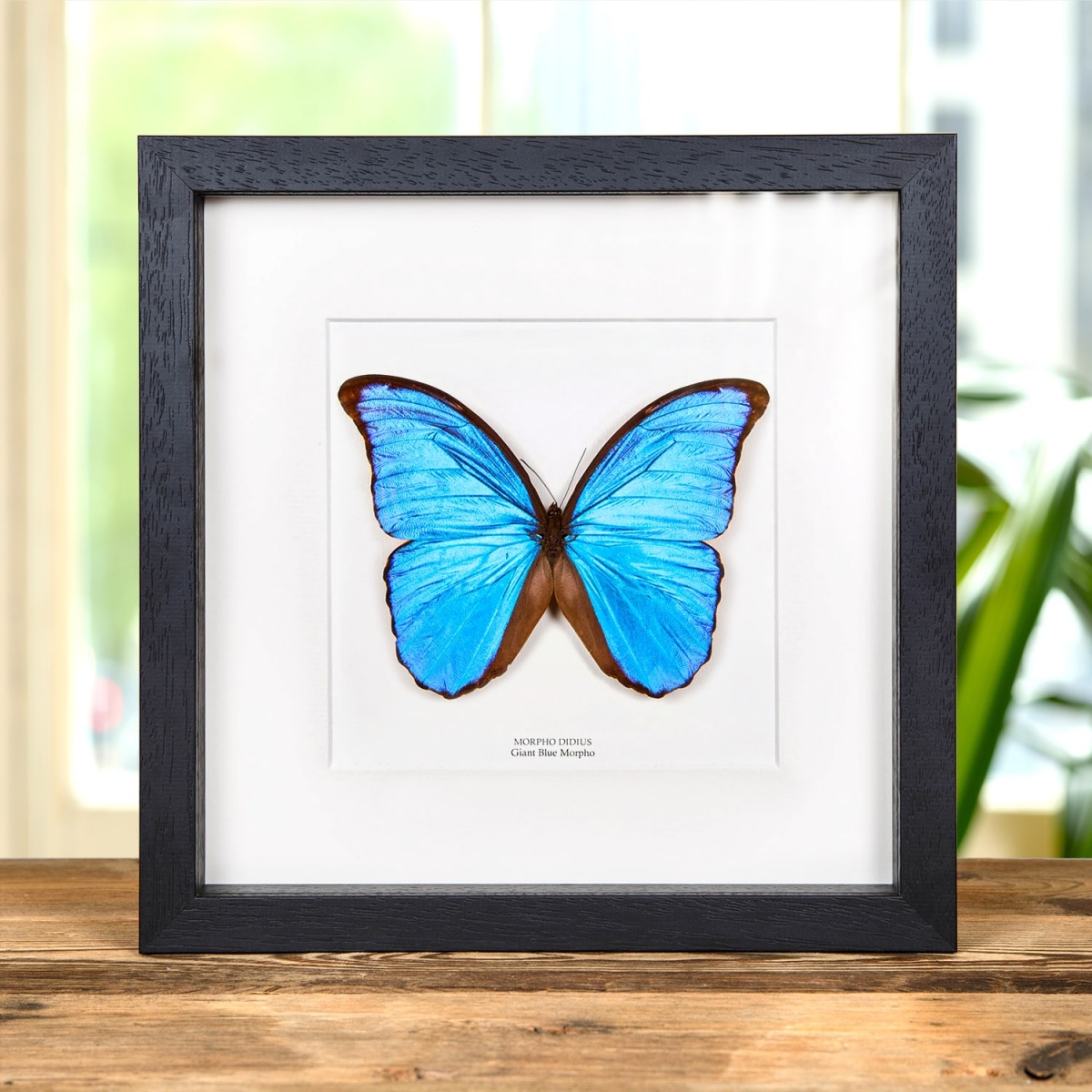 Minibeast Blue Morpho Butterfly in 10 x 10 Box Frame (Morpho didius)
