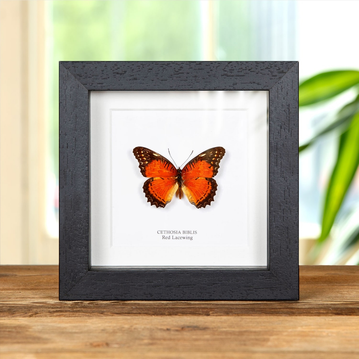 Minibeast Red Lacewing in Box Frame (Cethosia biblis)