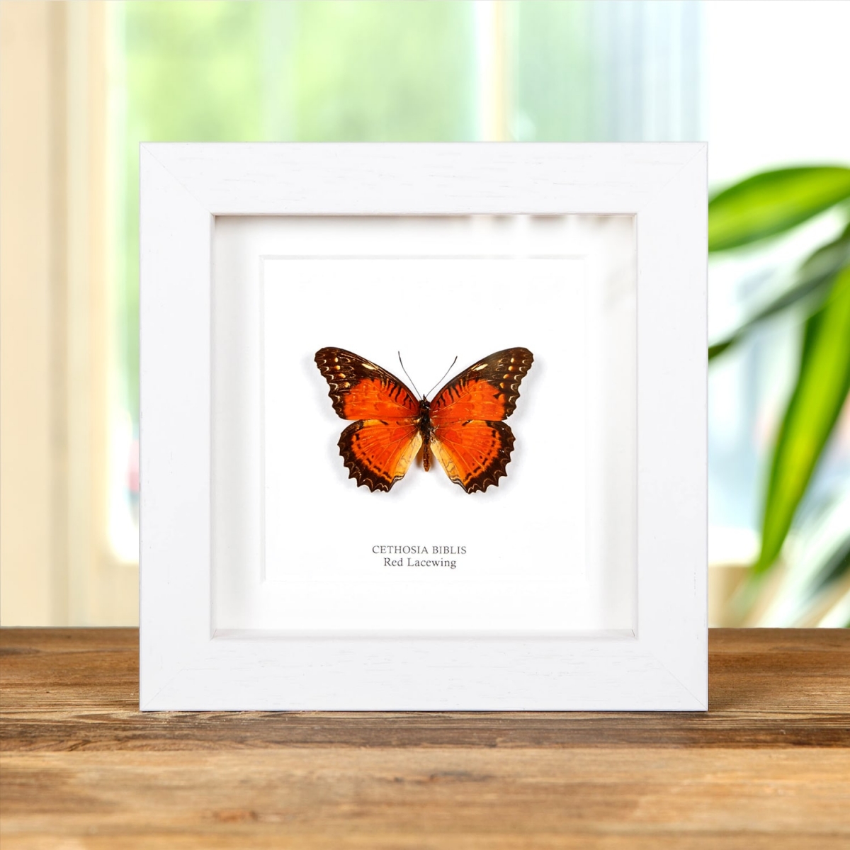 Red Lacewing in Box Frame (Cethosia biblis)