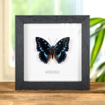 Minibeast Blue-Spotted Charaxes in Box Frame (Charaxes ameliae)